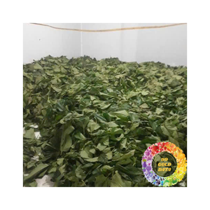 Feuilles de corossol séchées de haute qualité, feuilles de corossol séchées sélectionnées, vente en gros en vrac auprès d'un fournisseur de feuilles de corossol séchées de confiance - Product Image 6