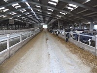 Structure en acier ouverte et durable pour élevage de volailles, de chèvres, de vaches laitières et de bovins de race Boer