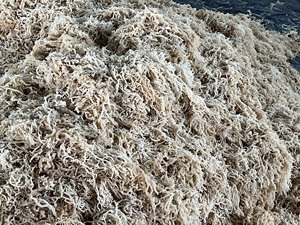 Musgo de mar irlandés orgánico, supercomida, sin sal - Product Image 4