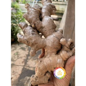 100% NATURAL <b>FRESH</b> <b>GINGER</b> ROOTS FROM VIETNAM SUPPLIER PREMIUM QUALITY EXPORT READY PRODUCT - Product Image 5