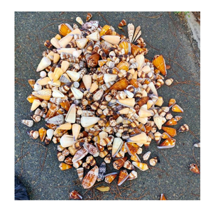 เปลือกหอยธรรมชาติสำหรับตกแต่งงานประดิษฐ์ตกแต่งบ้านและการตกแต่งภายในธีมชายหาด - Product Image 2