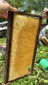 Tarro de miel de flores silvestres orgánicas crudas Extracto de hierbas de grado alimenticio Premium Edulcorante natural para una vida saludable - Product Image 6