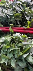 Hojas de Yuca IQF de Alta Calidad y al Mejor Precio de Vietnam, AKINA - Product Image 5