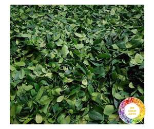 Hojas de Lima secas frescas Vietnam Mejor valor 100% Lima seca natural Grado superior Hojas de Lima secas de limón verde para culinaria en stock - Product Image 6