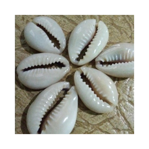 Colección Seashell de Ocean Cowry Snail, adorno artesanal natural hecho a mano para habitaciones temáticas de playa y selecciones de regalos únicos - Product Image 2