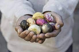 Maca al por mayor Premium - Product Image 5