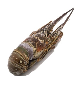 Langostas del Caribe Congeladas Premium, Enteras, Frescas, Calidad de Exportación, Suministro a Granel para Compradores Internacionales - Product Image 1