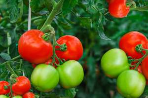 Vente en gros de légumes naturels tomates cuites naturelles fraîches top vente chaude cerise fraîche 100% tomate de qualité mûrie biologique, Fr - Product Image 4