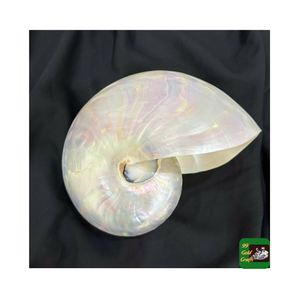 Coquillages Nautilus les plus Offre Spéciale de haute qualité avec/sans coquille d'ormeau naturel poli pour la décoration de la maison meilleure qualité - Product Image 6