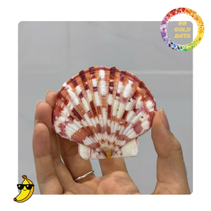 Conchas de vieira coloridas de Vietnam | Artículos lindos para hacer regalos y cosas decorativas | Varios colores naturales - Product Image 5