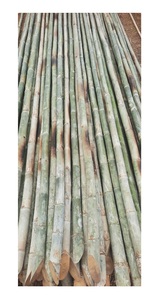 Bastón de bambú natural seco y recto bastones de bambú para la construcción con suministro de gran tamaño a granel de Vietnam - Product Image 2