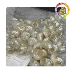 Iridescent Turbo Shell du Viet Nam | Couleur blanche et verte | Prêt pour la fabrication de bricolage et le verre à vin - Product Image 2