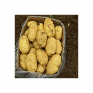 Patatas amarillas doradas frescas, patatas frescas orgánicas, patata blanca de alta calidad, buenas verduras, Exportación fresca, precio al por mayor - Product Image 2