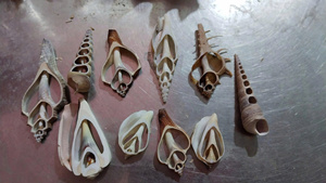 Tranches de coquillage en spirale du Vietnam pour la fabrication de bijoux décoration de la maison et artisanat de cadeaux - Product Image 5