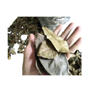 ราคาที่ดีที่สุด, คุณภาพพรีเมี่ยม: การรักษาพลังของใบทุเรียนเทศ-จากดั้งเดิมไปจนถึงการแพทย์สมัยใหม่ - Product Image 2