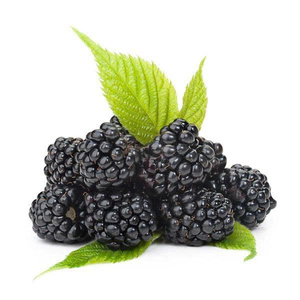 MAYOR GRANEL CONGELADO MULBERRY PREMIUM CALIDAD NATURAL IQF FRUIT EXPORT SUPPLY HOT DEAL TOP VENTAS PRODUCTO MEJOR PRECIO - Product Image 1