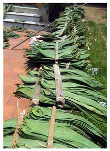 Nouveaux produits Feuille de bambou séchée du Vietnam/Vente en gros Qualité de feuilles de bambou du fournisseur Vietnam - Product Image 3