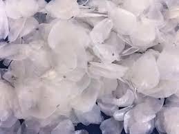 ÉCHELLES DE POISSON NATURELLES SÉCHÉES POUR SOURCE DE COLLAGÈNE - Product Image 2