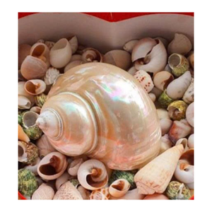 Wholesale Natural Sea Shell Mix <b>Bag</b> Decorative Crafts & DIY Supplies - Product Image 4