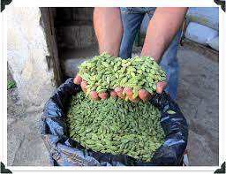 Cardamome verte séchée à vendre - Product Image 3