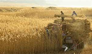 HAUTE QUALITÉ ET Offre Spéciale // PAILLE DE RIZ DU VIET NAM - Product Image 3