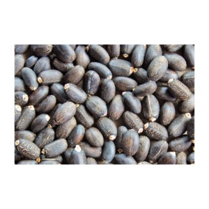 Prix de gros des graines de Jatropha de qualité supérieure Graines de Jatropha de haute qualité 100% Graines de Jatropha naturelles séchées à bas prix Offre Spéciale - Product Image 5