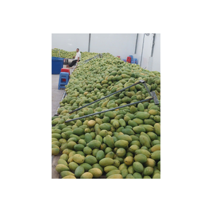 Rodajas de mango congelado IQF listas para exportar desde Vietnam disponibles en diferentes tamaños de corte adecuados para tazón de batido - Product Image 2