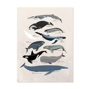 Póster de varias especies de ballenas con marco negro, decoración de pared - Product Image 2