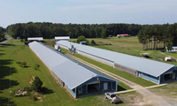 Abri préfabriqué pour bétail, moutons, vaches, porcs, poulets, chevaux, chèvres, abri pour animaux d'élevage, grange, ferme avicole, étable
