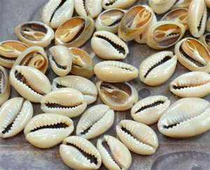 Conchas de conchas naturales para la exportación, casquillos naturales al mejor precio - Product Image 2