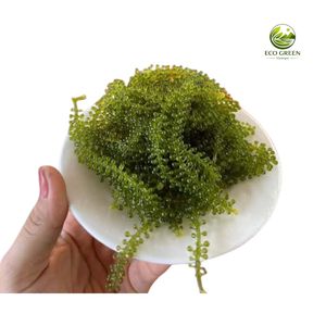 Uvas de Mar Orgánicas Naturales, Caviar Verde, Mariscos Frescos, Exportador Mayorista de Vietnam - Product Image 2