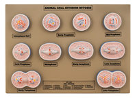 División celular animal, mitosis, una parte del ciclo celular en el que los cromosomas replicados se dividen en dos núcleos nuevos.