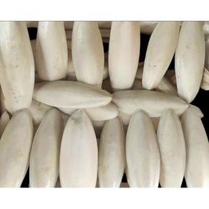 Os de seiche séchés Vente en gros Calcium naturel pour oiseau de compagnie Support de bec fort Prix compétitif Fourniture à l'exportation en vrac - Product Image 3