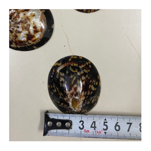 Carcasa de Lapa pulida natural para decoración de joyería, uso artesanal, conchas de océano brillantes, proveedor mayorista a granel - Product Image 1