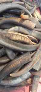 Punta de Cuerno de Búfalo Ecológica de Alta Calidad, Diseño Moderno Hecho a Mano para Decoraciones de Bodas y Festividades, Venta al por Mayor - Product Image 2