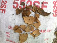 {VENTA CALIENTE 2024} -Cáscara de coco/materias primas para hacer carbón vegetal de alta calidad/buen precio exportado desde Vietnam