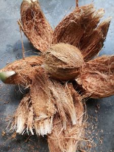 Fresh Semi Husked Coconut Premium Export Quality Proveedor a granel de La India - Product Image 3