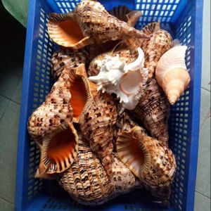 Trompeta de Concha Marina Pulida para Ceremonias Religiosas, Llamadas de Oración Tradicionales, Conchas Marinas de Primera Calidad - Product Image 1