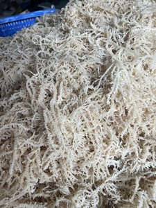Dried Sea Moss Dried Eucheuma Cottonii <b>Seaweed</b> Sea Moss Cottonii Dried Chondrus Crispus No Salt Moss Wildcrafted From 99GD - Product Image 3
