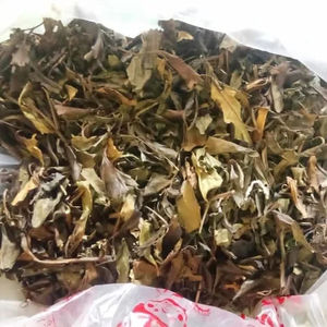 Mejor Precio Hoja de Polyscias Fruticosa Seca de Alta Calidad para Exportación a Granel desde Vietnam - Product Image 1