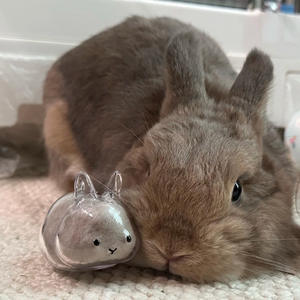 透明なウサギのキープ酒キーチェーンクリア樹脂置物ウサギの髪の収納 & パーソナライズされた記念ギフト - Product Image 3