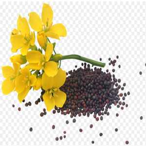 Graines de colza en stock acheter en gros livraison rapide meilleur prix pour des graines de haute qualité disponibles maintenant à la vente - Product Image 3