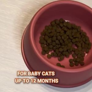 JJANG*3 Premium Grade <b>Wet</b> <b>Food</b> 1kg Kitten Starter Reseller Packaging for Bulk Export Mother & Baby Product - Product Image 4