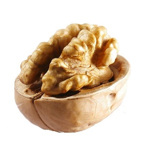 Fresh Stock of Raw Walnuts With Shell Ready for Dispatch Buy Now with Wholesale Rate and Fast Delivery Option