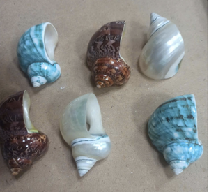 Anillo de Servilleta con Hermosa Concha Marina para Bodas en la Playa, Hecho a Mano en Vietnam, Adorno de Concha Turbo, Ideal para Cenas y Fiestas Costeras - Product Image 6