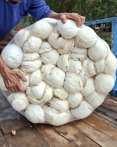 ราคาโรงงาน ยางลาเท็กซ์ธรรมชาติคุณภาพสูง 60% เกรดสำหรับขึ้นรูป ทนทานต่อสารเคมีและทนต่อการเสื่อมสภาพ ราคาขายส่ง - Product Image 2