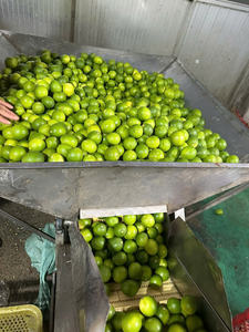 LAS MEJORES BEBIDAS PARA EL VERANO CALIENTE DE VIETNAM, Jugo de Kumquat Congelado, Ideal para Relajarse y Refrescarse en el Verano 2025 - Product Image 6
