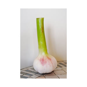 Ajo blanco fresco a precio barato con tamaño uniforme y calidad superior - Product Image 1