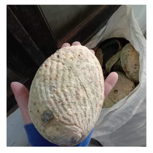 Acabado pulido de concha de abulón de alta calidad de Vietnam para joyería Marquetería Venta de material artesanal premium - Product Image 4