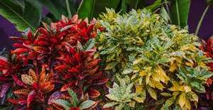 Fabricante al por mayor de fábrica de aceite esencial de crotón de grado terapéutico a granel con buen precio 100% aceite esencial de crotón puro - Product Image 5